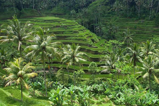 Bali rice terraces Indonesia Subak system eco-lodge — book Bali eco-stays via IMPT