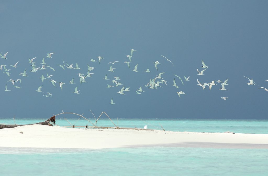 Tubbataha Reefs Philippines marine protected area — book liveaboard eco-trips via IMPT