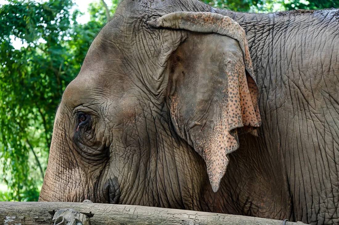 Chiang Mai Thailand ethical elephant sanctuary eco-tourism — book Chiang Mai eco-stays via IMPT